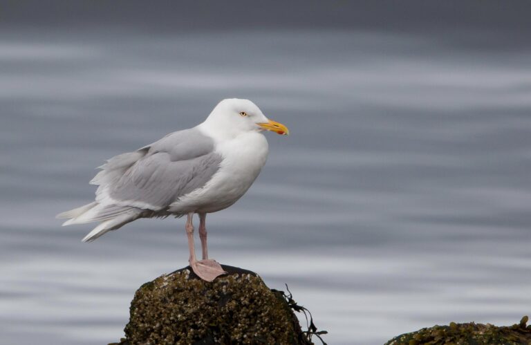 Gråmåge