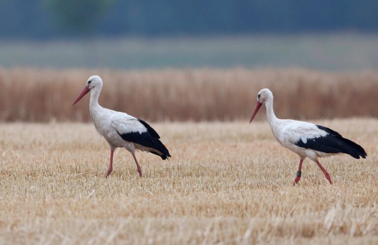 Hvid Stork