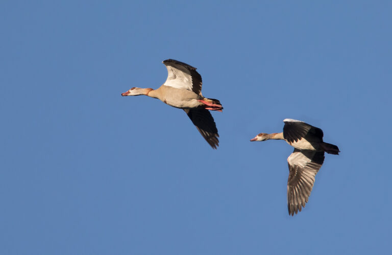 Nilgås