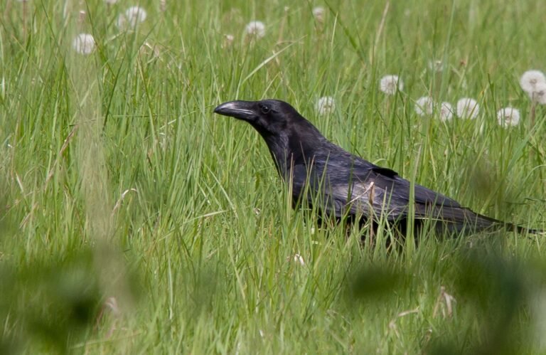 Ravn