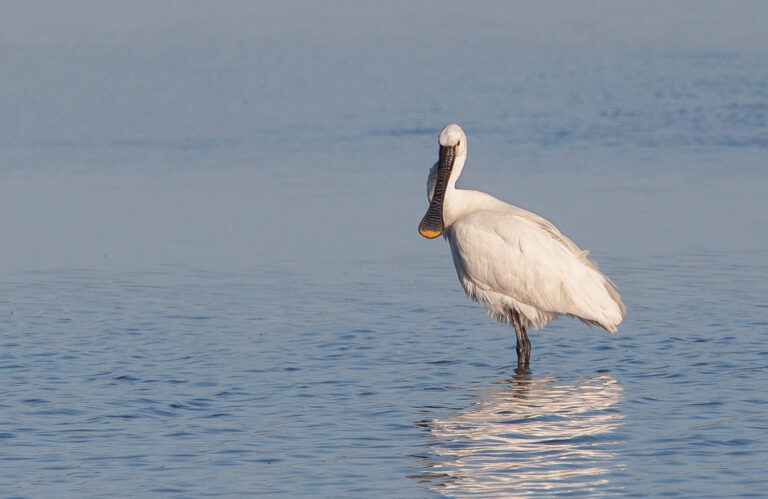 Skestork
