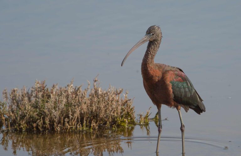 Sort Ibis