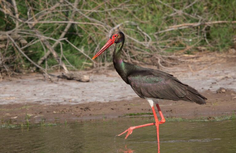 Sort Stork