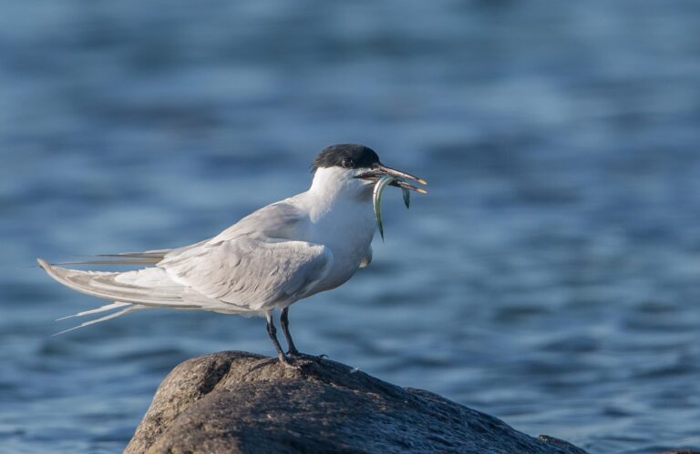 Splitterne