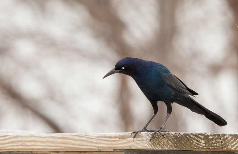 Stor Grackle