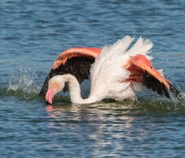 Sjove fuglebilleder – Naturens egne komikere 17 En flamingo bader i lavt vand med udspændte vinger og sprøjter vand over sig.