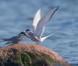 Sjove fuglebilleder – Naturens egne komikere 93 To terns på en mosbegroet sten ved havet, hvor den ene spreder vingerne.