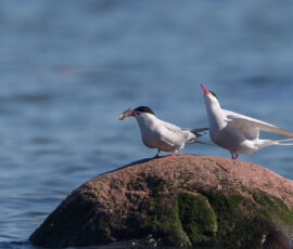 Sjove fuglebilleder – Naturens egne komikere 24 To hvide terns sidder på en mosbedækket sten i blåt vand, hvor den ene har fisk i næbbet.
