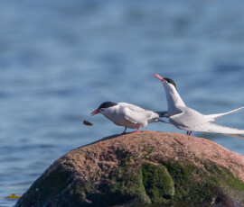 Sjove fuglebilleder – Naturens egne komikere 55 To hvide terns på en mosgroet sten ud for kysten, hvor den ene holder fisk i næbbet.