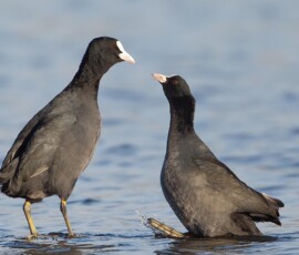 Sjove fuglebilleder – Naturens egne komikere 11 To blødsøer står i lavt vand og ser på hinanden med blåt vand i baggrunden.