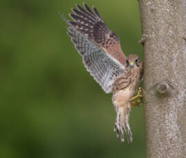Sjove fuglebilleder – Naturens egne komikere 85 En spurvehøg med udspredte vinger sidder på en grå gren mod grøn baggrund.