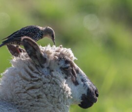 Sjove fuglebilleder – Naturens egne komikere 5 En lille spættet fugl sidder på en får og pikker i ulden mod grøn baggrund.