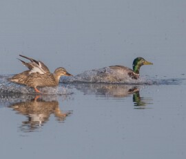 Sjove fuglebilleder – Naturens egne komikere 89 Tre ænder svømmer og udfolder vinger på en stille søoverflade på en klar dag.
