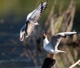 Sjove fuglebilleder – Naturens egne komikere 61 En hvidbrogget fiskerfugl sidder på en pind med udspændte vinger ved et vandløb omgivet af rørskov.