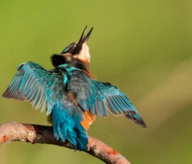 Sjove fuglebilleder – Naturens egne komikere 71 En isfugl med blåt og orange fjerdragt sidder på en gren med udslåede vinger mod grøn baggrund.