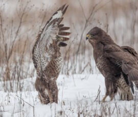Sjove fuglebilleder – Naturens egne komikere 65 To ørne i snedækket område, den ene med udspændte vinger, kommunikerer med hinanden blandt vinterkrat.