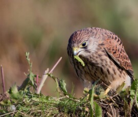 Sjove fuglebilleder – Naturens egne komikere 29 En lille falk med rødbrun og sort plumage sidder på jorden blandt vegetation og holder byttet i næbbet.