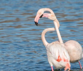 Sjove fuglebilleder – Naturens egne komikere 72 En flamingo står i lavt vand og strækker nakken op med rosa og hvid fjerdragt.