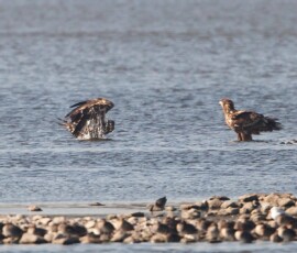 Sjove fuglebilleder – Naturens egne komikere 6 En ørnefugl står ved strandkanten og observerer en fugl, der splasher i det lavvande.