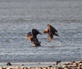 Sjove fuglebilleder – Naturens egne komikere 50 To ørne mødes over vandet med udspændte vinger i en dynamisk flyvning tæt ved stenene på stranden.