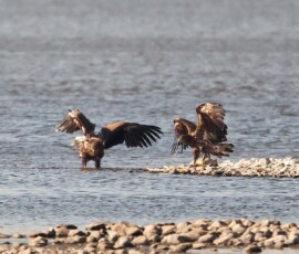 Sjove fuglebilleder – Naturens egne komikere 109 To ørne på stengrund ved vand, den ene med udspændt vinger.