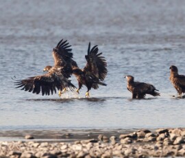 Sjove fuglebilleder – Naturens egne komikere 112 Fire amerikanskørnehøge vades i lavt vand ved en stenet strand.