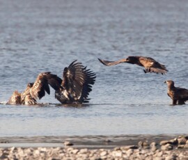 Sjove fuglebilleder – Naturens egne komikere 101 Fire ørne wader i lavt vand ved stranden og udviser deres imposante vingefang.