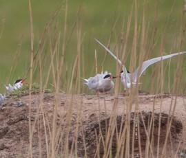 Sjove fuglebilleder – Naturens egne komikere 68 Tre ternefugle på stengrund mellem sivplanter, hvor en af dem flyver med udspændte vinger.