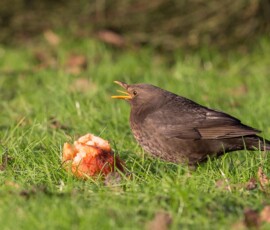 Sjove fuglebilleder – Naturens egne komikere 99 Sort fugl med orange næb står på græs ved en rød frugt.