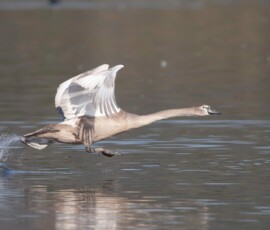 Sjove fuglebilleder – Naturens egne komikere 105 En trold løfter sig fra vandet med udspændte vinger på en stille sø.