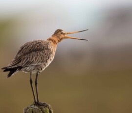 Sjove fuglebilleder – Naturens egne komikere 39 En користryle står på en sten med åben næb mod uskarpt grønt og gråt baggrund.