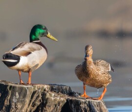 Sjove fuglebilleder – Naturens egne komikere 27 En andrik med grønt hoved og en hunand står på en træstub ved vandet.