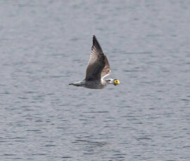 Sjove fuglebilleder – Naturens egne komikere 16 En præstekrage flyver over havet med udspændte vinger.