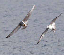 Sjove fuglebilleder – Naturens egne komikere 102 To måger flyver over havet, hvor den ene har fangede fisk i næbbet.