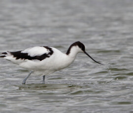 Sjove fuglebilleder – Naturens egne komikere 100 Avocet med sort og hvidt plumage står i lavt vand og søger efter føde med sin karakteristiske opadsvingende næb.