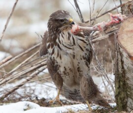 Sjove fuglebilleder – Naturens egne komikere 94 En spurvehøg sidder på snedækket grund og æder råt kød fra en gren i vinterlandskab.