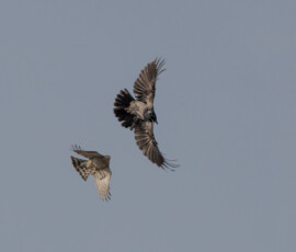 Sjove fuglebilleder – Naturens egne komikere 49 To rørhøge flyver side om side mod klar blå himmel.