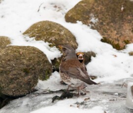 Sjove fuglebilleder – Naturens egne komikere 47 En strandskade står på isen blandt snedækkede sten ved en frosnede vandkant.