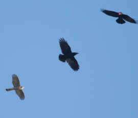 Sjove fuglebilleder – Naturens egne komikere 74 Tre fugle i flyvning mod blå himmel - to sorte fugle og en mønstret rovfugl.